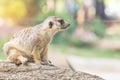 Meerkat suricata suricatta wild animal is sitting on the rock