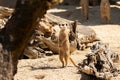 Meerkat or Suricata Suricatta at the zoo in Zurich in Switzerland