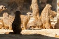 Meerkat or Suricata Suricatta at the zoo in Zurich in Switzerland