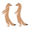 Meerkat suricata, vector illustration, flat style