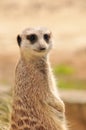 Meerkat (suricate) Royalty Free Stock Photo
