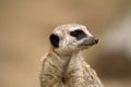 Meerkat or suricate Royalty Free Stock Photo