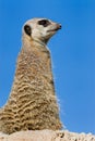 Meerkat or suricate