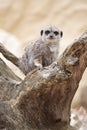 Meerkat (Suricate) on a branch