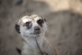 Meerkat (Suricate) Close-up Royalty Free Stock Photo