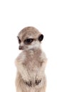 The meerkat or suricate cub, 2 month old, on white Royalty Free Stock Photo