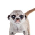 The meerkat or suricate cub, 2 month old, on white Royalty Free Stock Photo