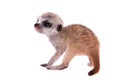 The meerkat or suricate cub, 2 month old, on white Royalty Free Stock Photo