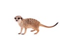 The meerkat or suricate cub, 2 month old, on white Royalty Free Stock Photo