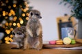 The meerkat or suricate cubs in decorated room with Christmass tree.