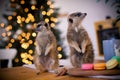 The meerkat or suricate cubs in decorated room with Christmass tree.