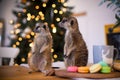 The meerkat or suricate cubs in decorated room with Christmass tree.