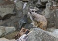 Meerkat - suricate - in Edinburgh ZOO in Scotland