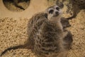 Meerkat (suricate) family, Kalahari, South Africa Royalty Free Stock Photo