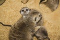 Meerkat (suricate) family, Kalahari, South Africa Royalty Free Stock Photo