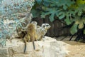 Meerkat or suricate family