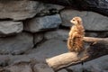 Meerkat Suricate found in Hellabrunn, Zoo Munich, Germany Royalty Free Stock Photo