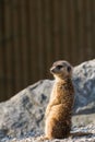 A meerkat or suricate gets up to act as a lookout