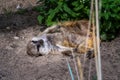 The meerkat or suricate lying or relaxing on a ground, it is a small mongoose found in southern Africa