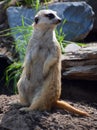 The meerkat or suricate Royalty Free Stock Photo