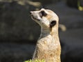 Meerkat Suricate Mongoose Animal Standing and Looking Out for Alert