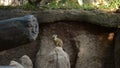 Meerkat suricate in a rock looking around