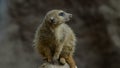 Meerkat suricate in a rock- Suricata suricatta
