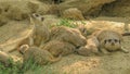 Meerkat or suricate on sand background