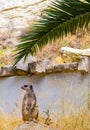 Meerkat Suricate sitting