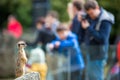 Meerkat Suricate sitting on rock