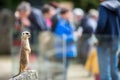 Meerkat Suricate sitting on rock