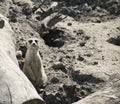 MEERKAT (SURICATE) Royalty Free Stock Photo