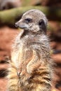 Meercat, an desert dweller from Southern Africa