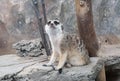 Meerkat or suricate, is a small carnivoran belonging to the mongoose family Royalty Free Stock Photo