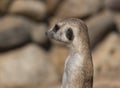 Meerkat or suricate is a small carnivoran belonging to the mongoose family Royalty Free Stock Photo