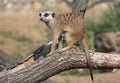 Meerkat or suricate is a small carnivoran belonging to the mongoose family Royalty Free Stock Photo