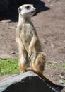 The meerkat Royalty Free Stock Photo