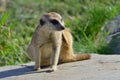 The meerkat or suricate is a small carnivoran Royalty Free Stock Photo