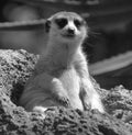 The meerkat or suricate is a small carnivoran Royalty Free Stock Photo