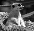 The meerkat or suricate is a small carnivoran Royalty Free Stock Photo