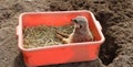 The meerkat or suricate Royalty Free Stock Photo