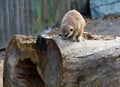The meerkat or suricate Royalty Free Stock Photo