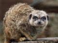 The meerkat or suricate is a small carnivoran belonging to the mongoose family.