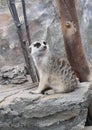 Meerkat or suricate, is a small carnivoran belonging to the mongoose family Royalty Free Stock Photo