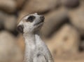 Meerkat or suricate is a small carnivoran belonging to the mongoose family Royalty Free Stock Photo