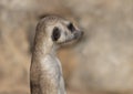 Meerkat or suricate is a small carnivoran belonging to the mongoose family Royalty Free Stock Photo