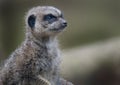 The meerkat or suricate is a small carnivoran belonging to the mongoose family.