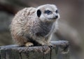 The meerkat or suricate is a small carnivoran belonging to the mongoose family. Royalty Free Stock Photo