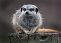 The meerkat or suricate is a small carnivoran belonging to the mongoose family. Royalty Free Stock Photo