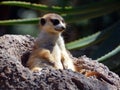 The meerkat or suricate is a small carnivoran